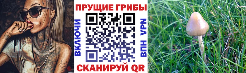 Галлюциногенные грибы ЛСД  Бийск 